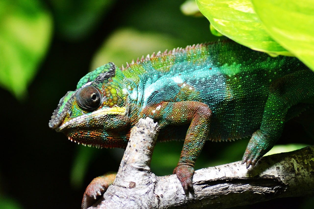 chameleon 318649 1280