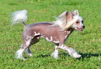 chinese crested 02 1400x953 1 350x238 1