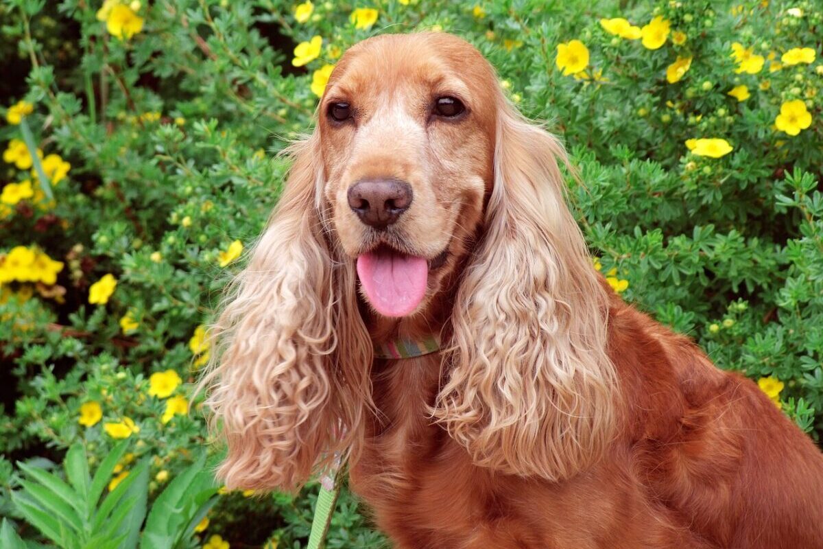 cocker spaniel 4958328 1280 2 e1723132944148