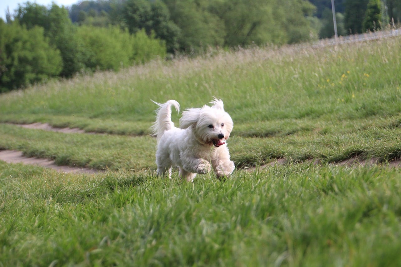 coton de tulear 6325503 1280