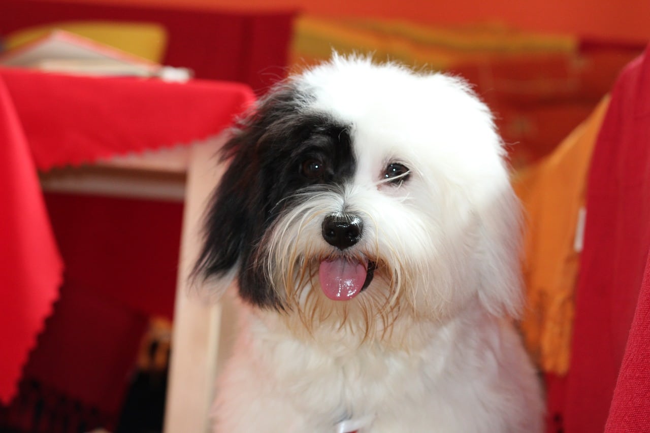 coton de tulear 6623200 1280