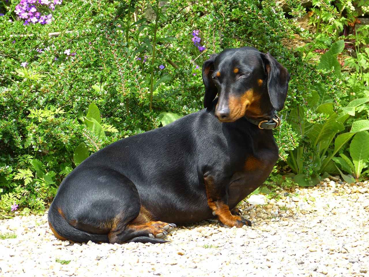 dachshund 123504 1280