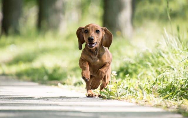 dachshund 6394551 1280 e1721991042866