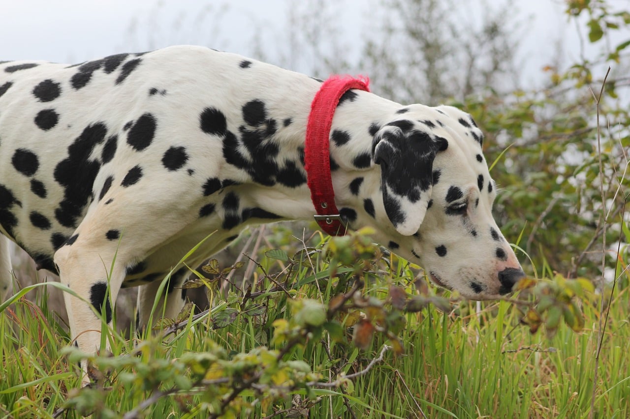 dalmatian 82397 1280