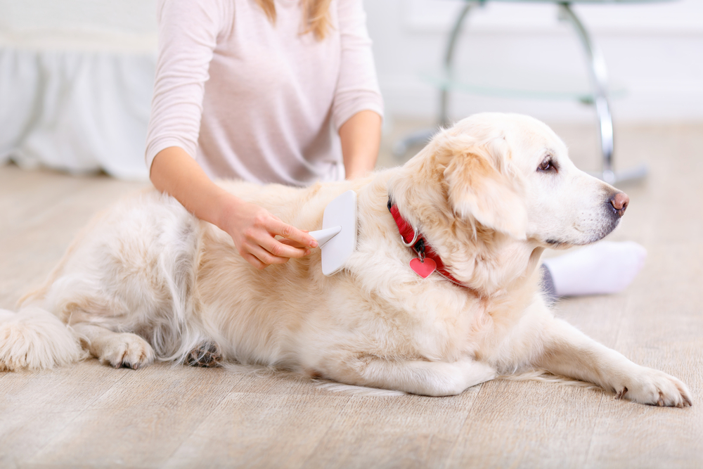 dgrooming1 shutterstock 344752037