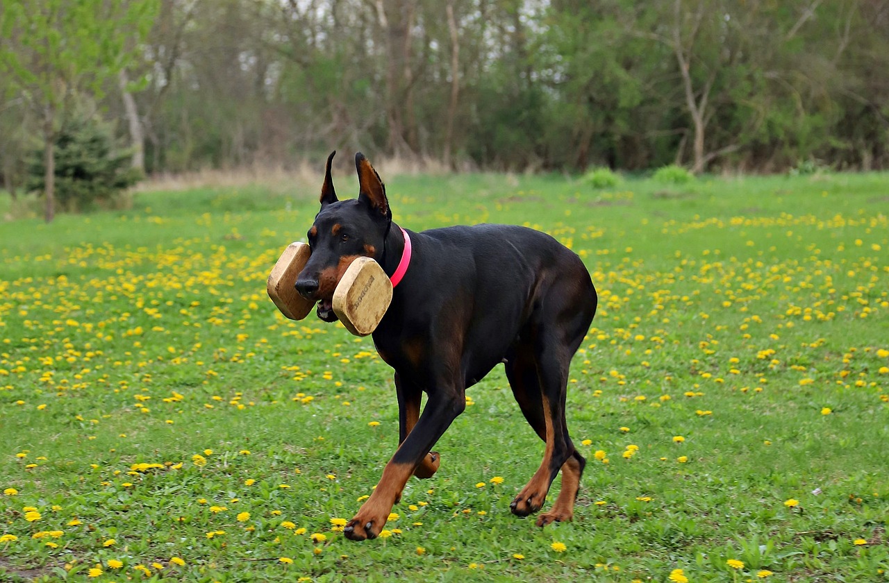 doberman 4244734 1280