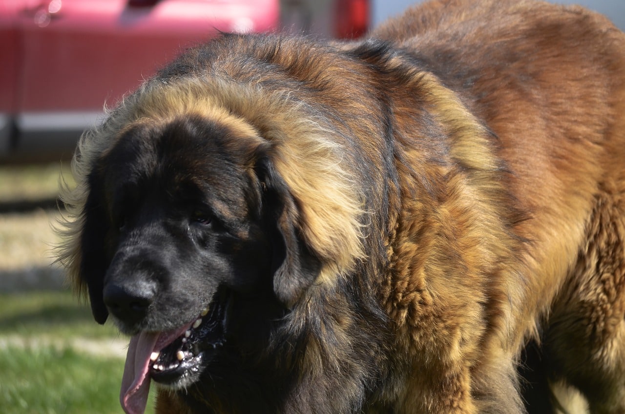 Leonberger