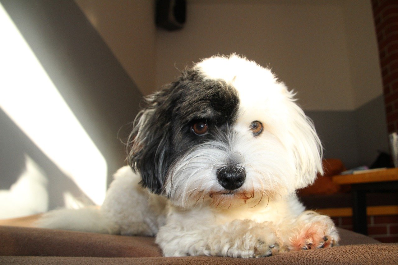 Coton de Tulear