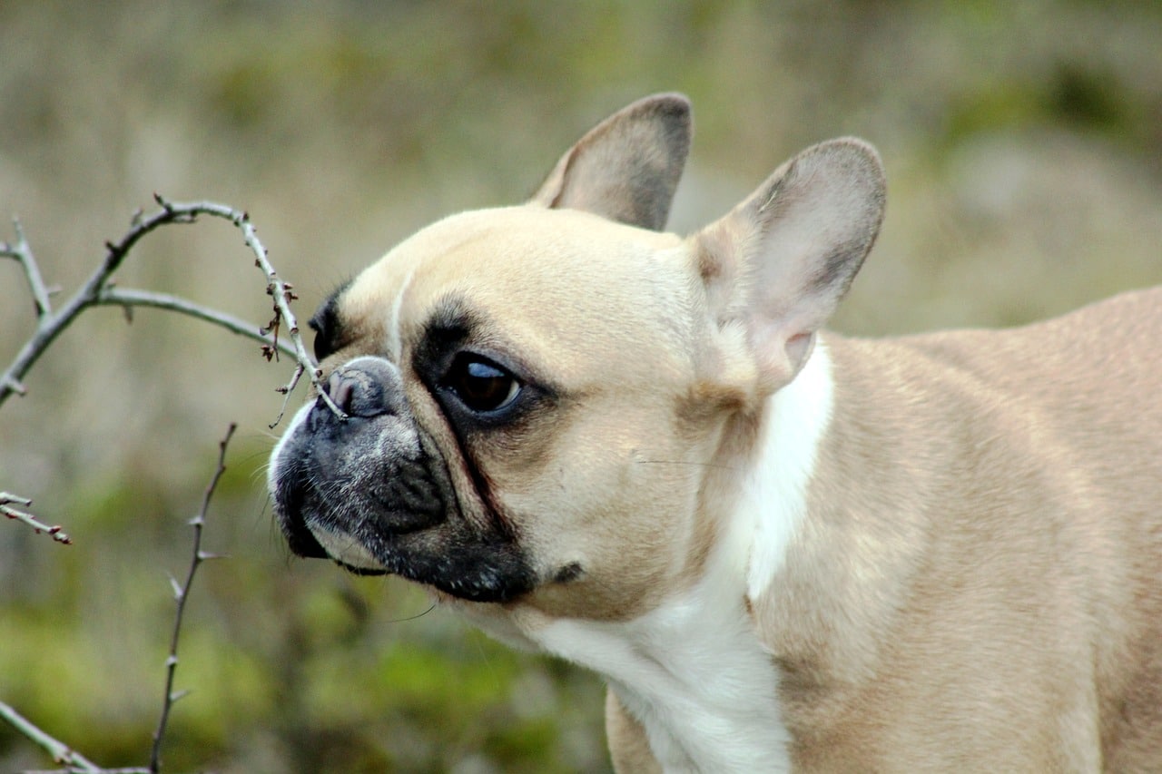 french bulldog 7018403 1280