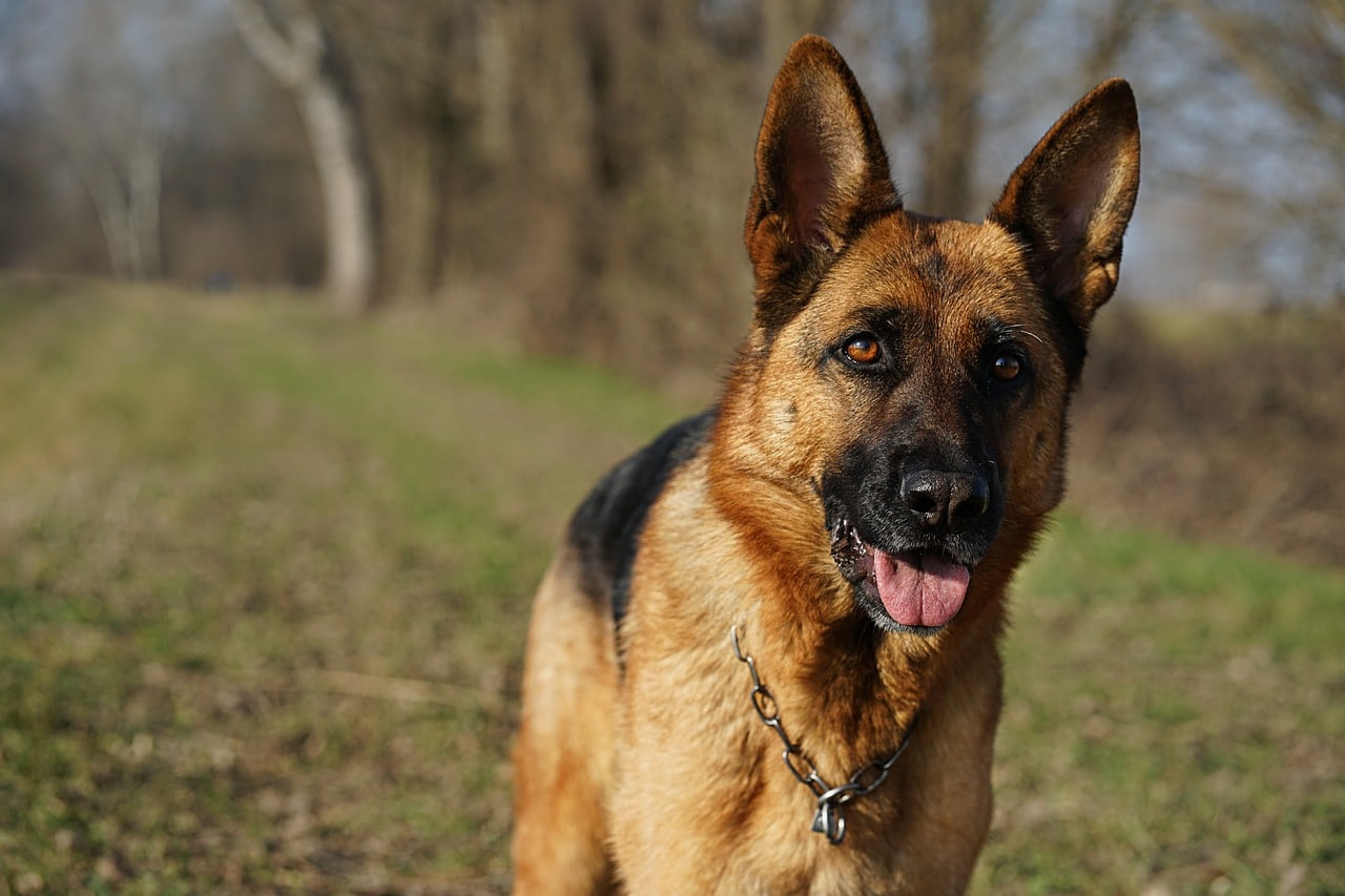 german shepherd 5362375 1280