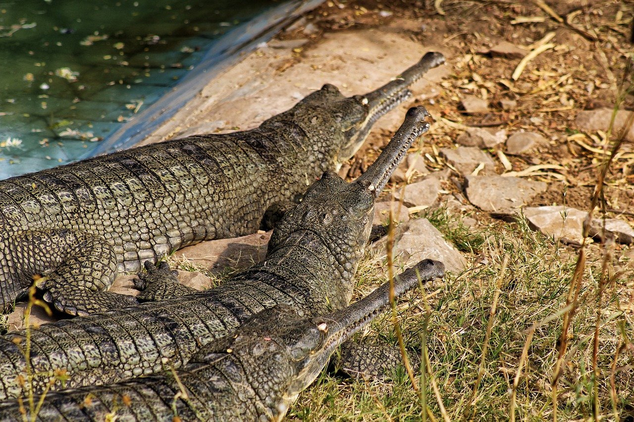 gharial 7745715 1280