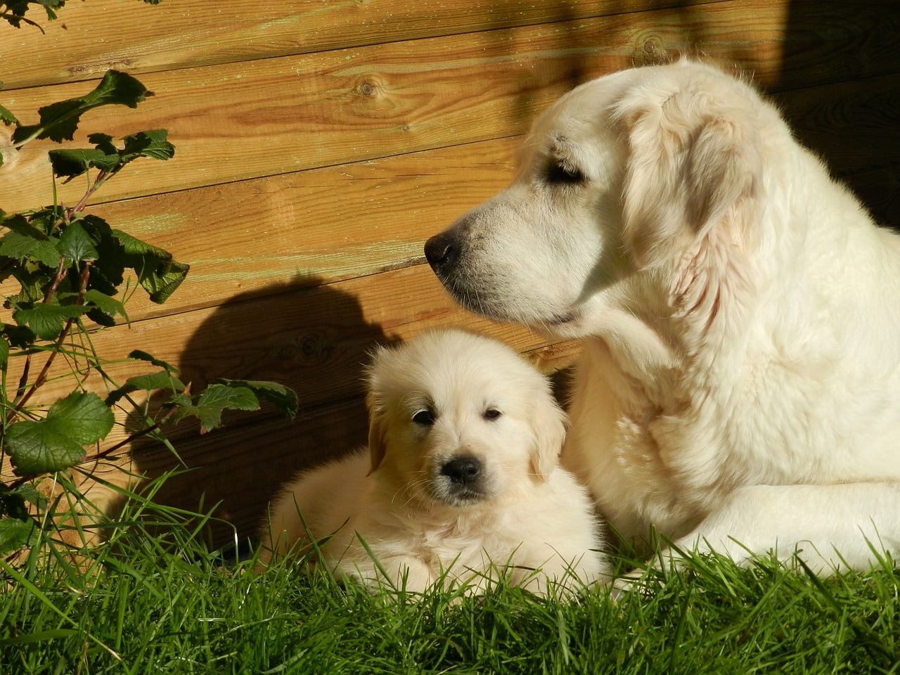 golden retriever 2288933 1280