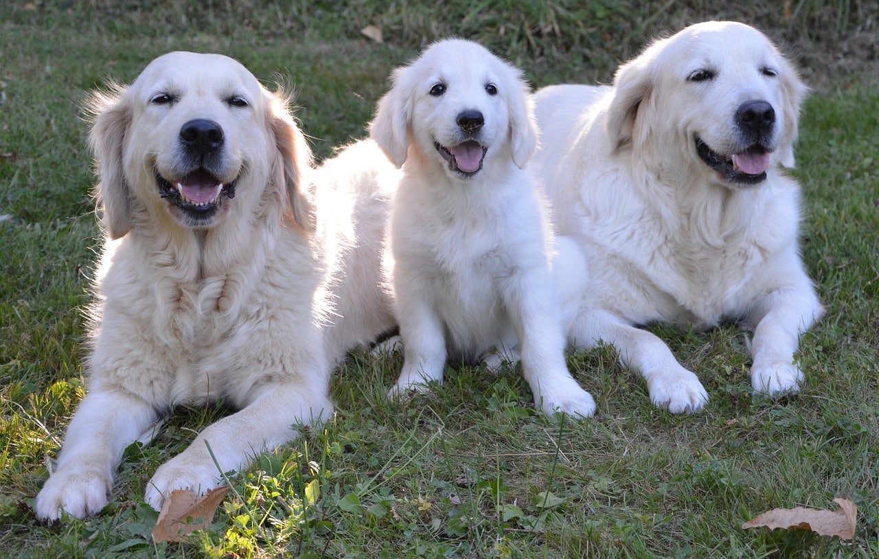 golden retriever 2645903 1280