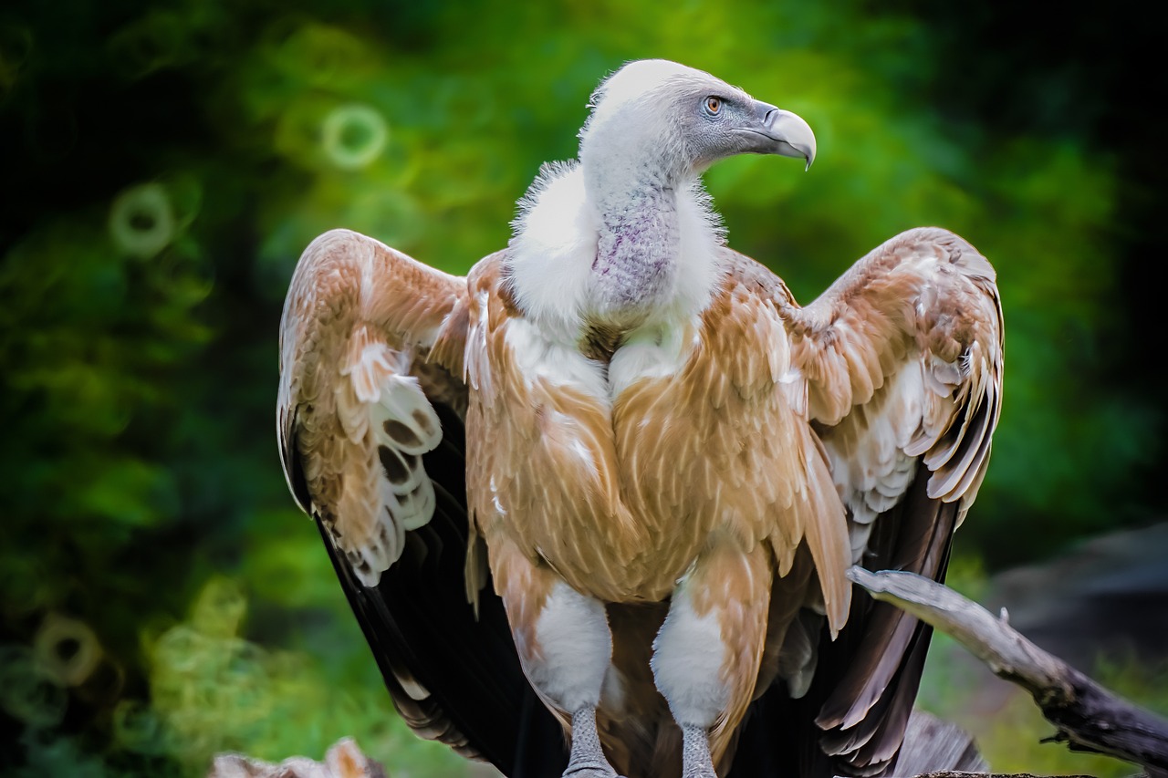 griffon vulture 4212801 1280