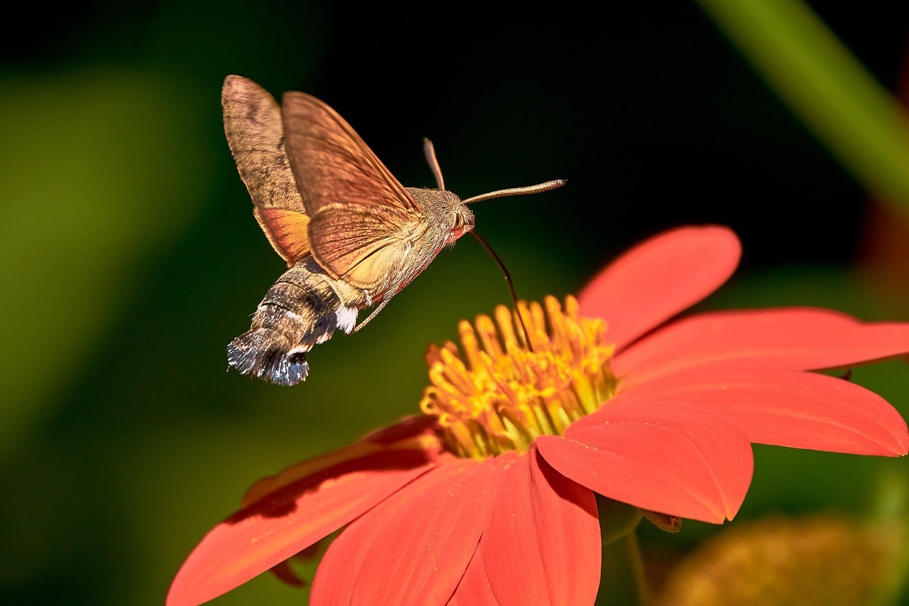 hummingbird hawk moth 7386464 1280 1