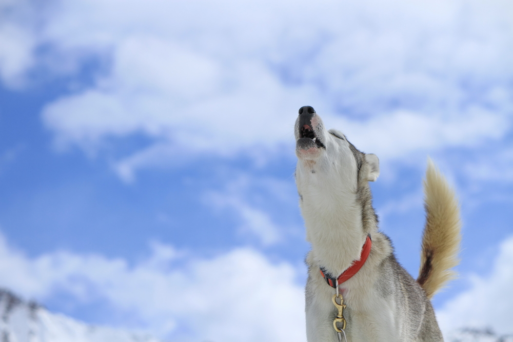 husky howl