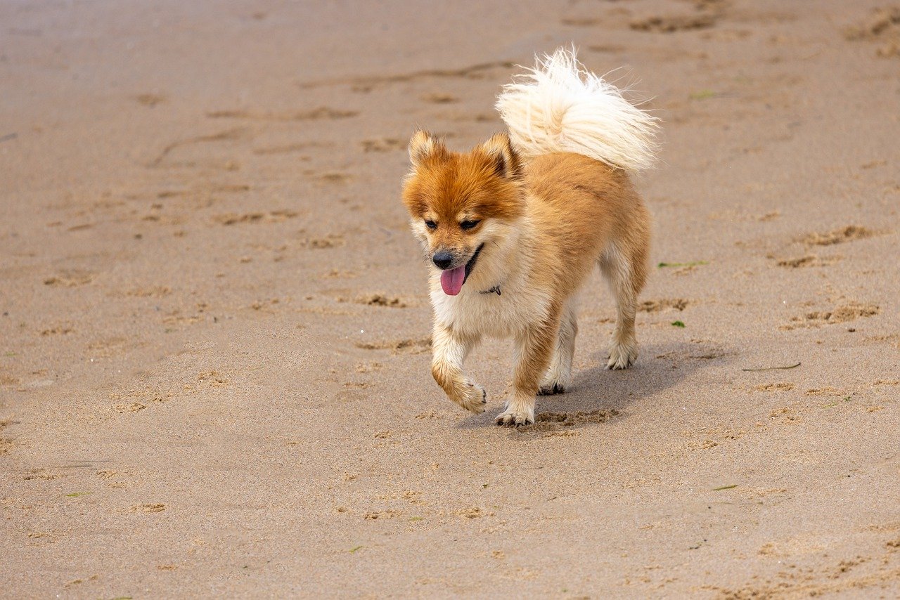 icelandic sheepdog 7647786 1280