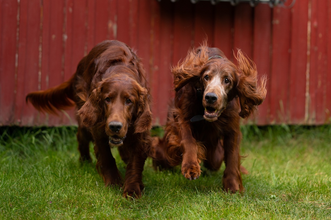 irish red setters 7073065 1280