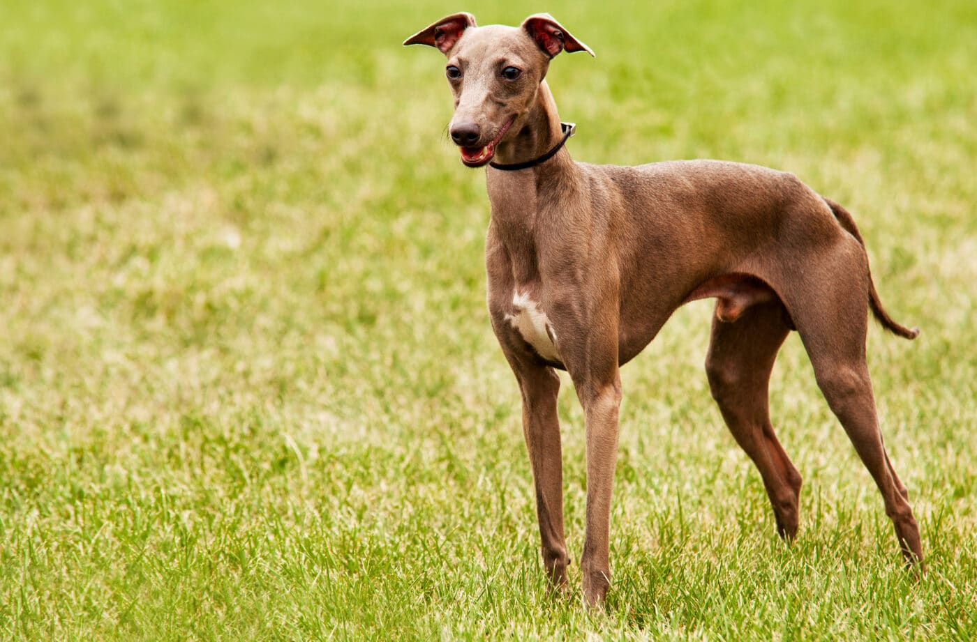 italian greyhound field 1400x921 1