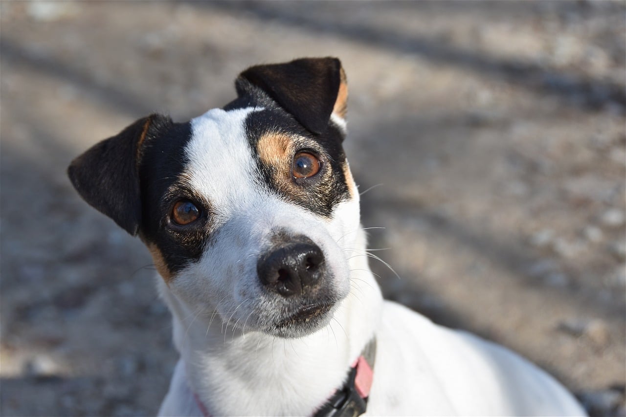 jack russel 4026702 1280 1