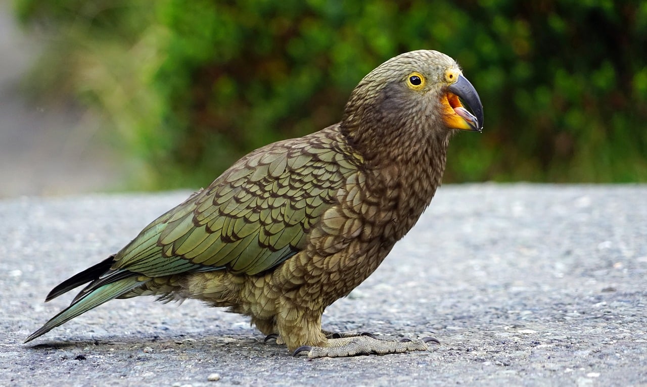 kea 2138420 1280