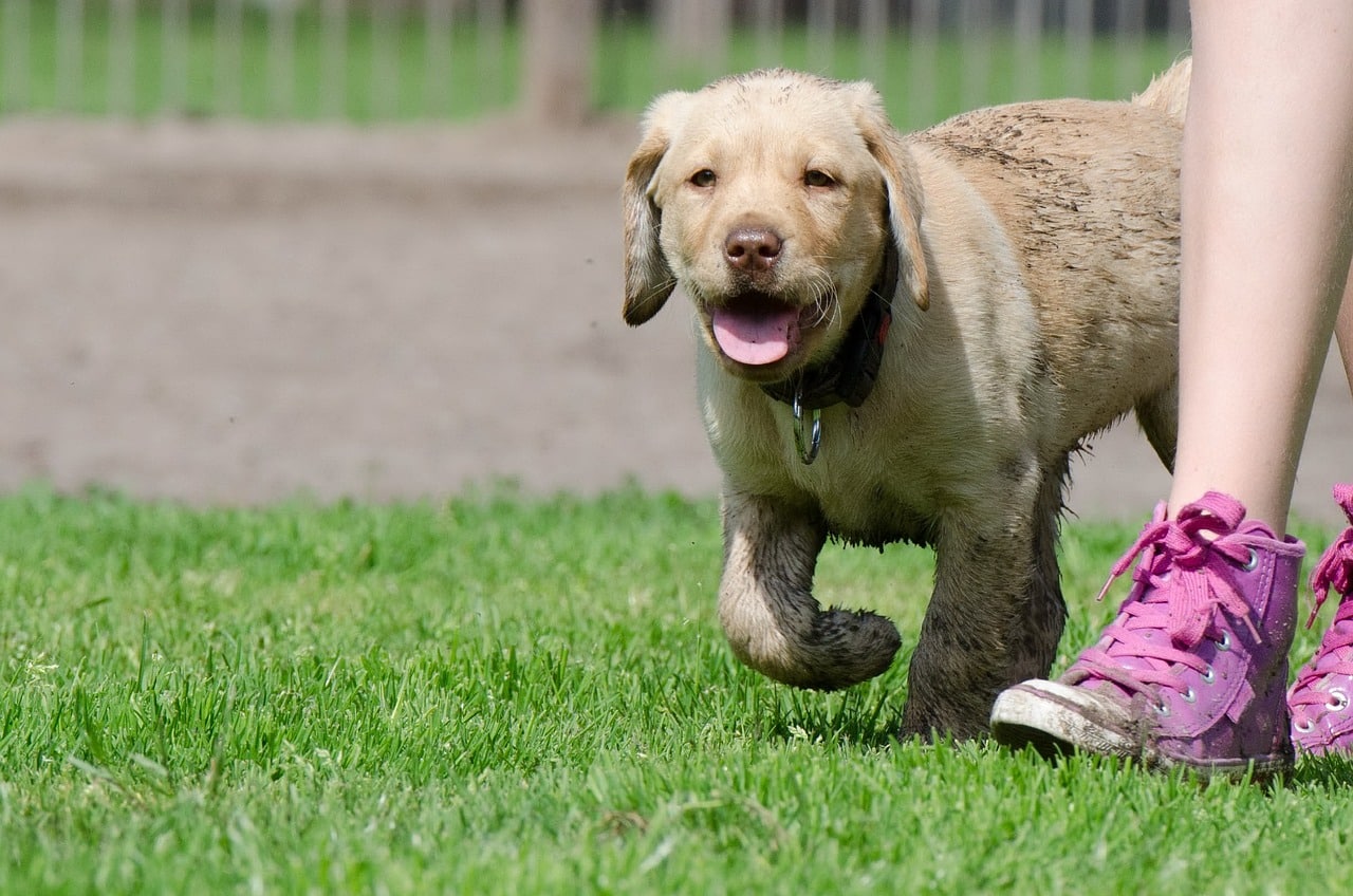 labrador puppy 672782 1280