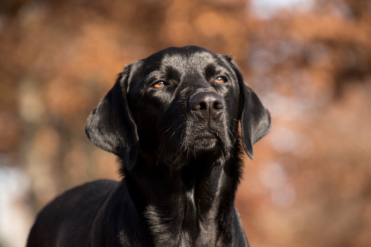 labrador retriever 5753288 1280