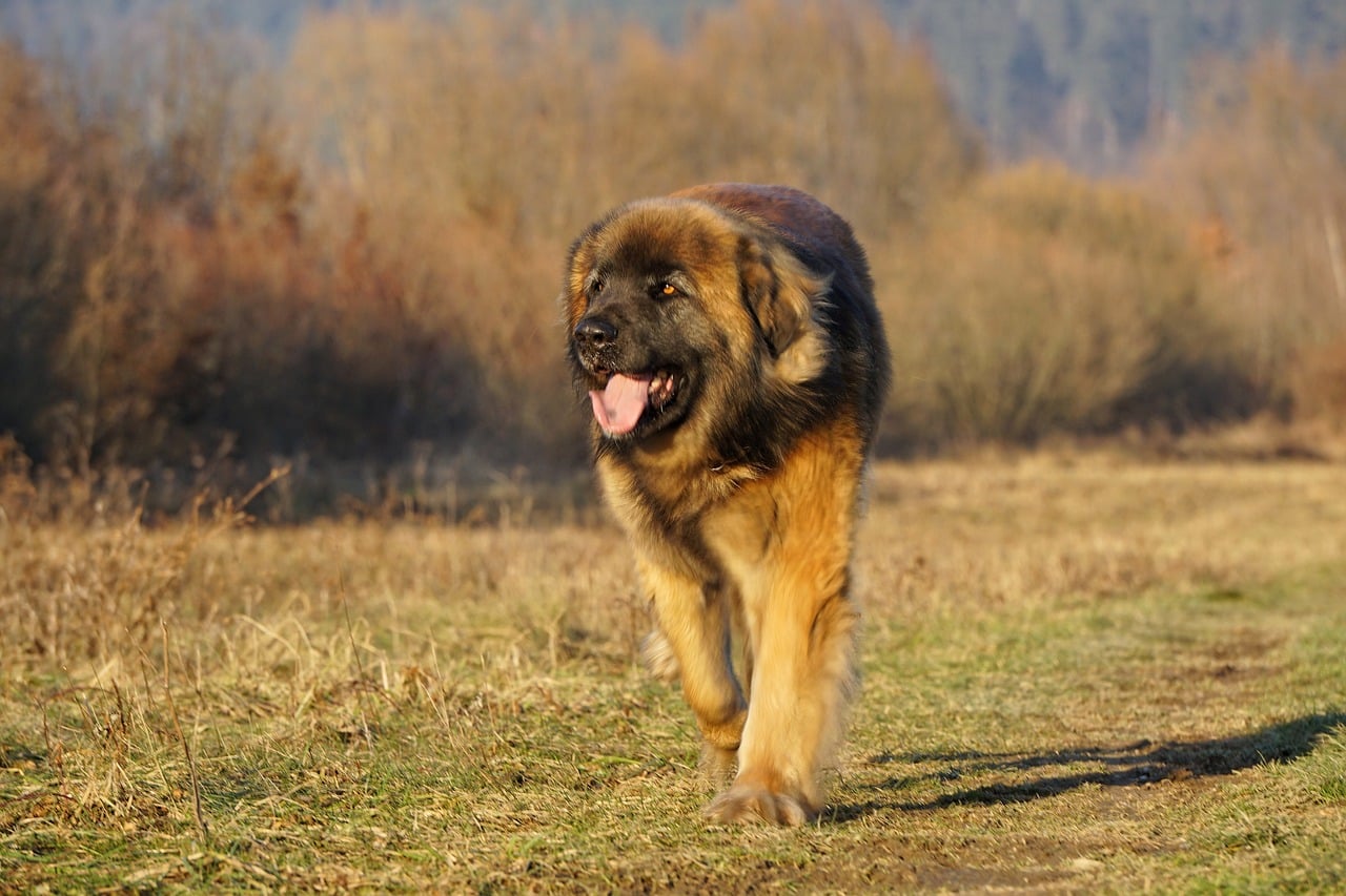 leonberger 2225642 1280