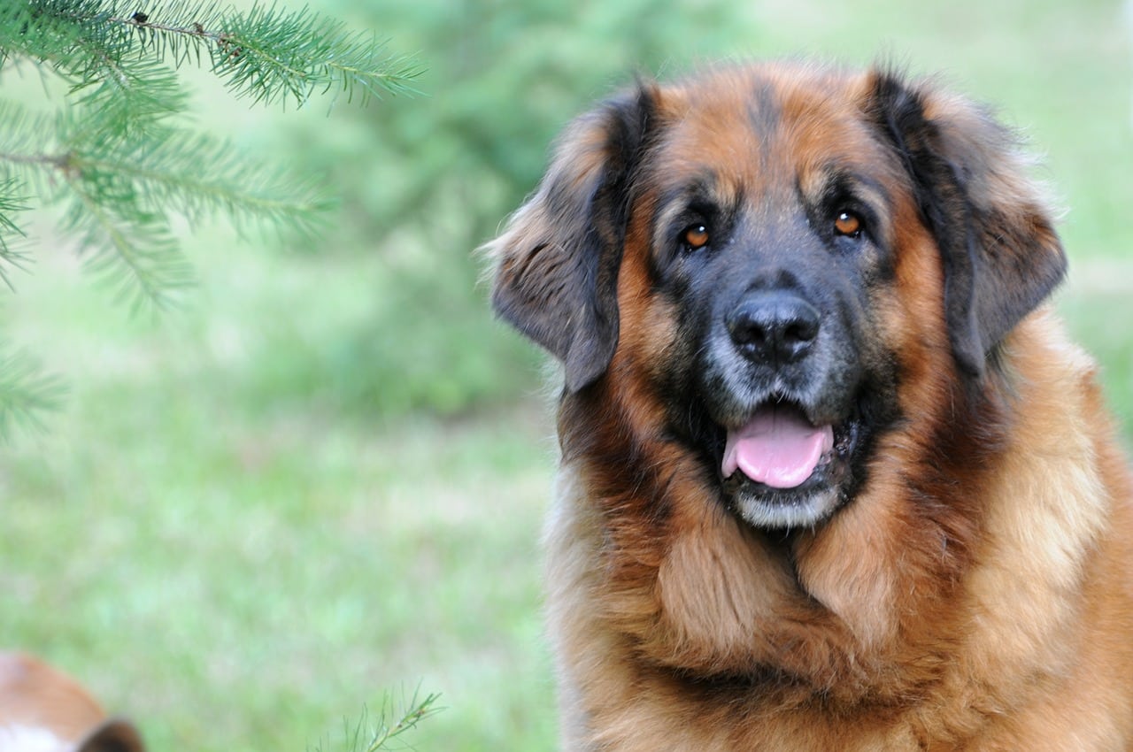 leonberger 5535624 1280