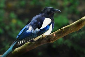 magpie 4244007 1280 350x233 1