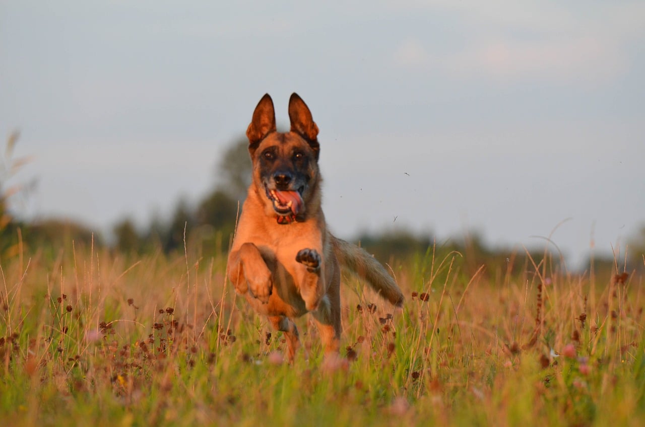 malinois 672597 1280