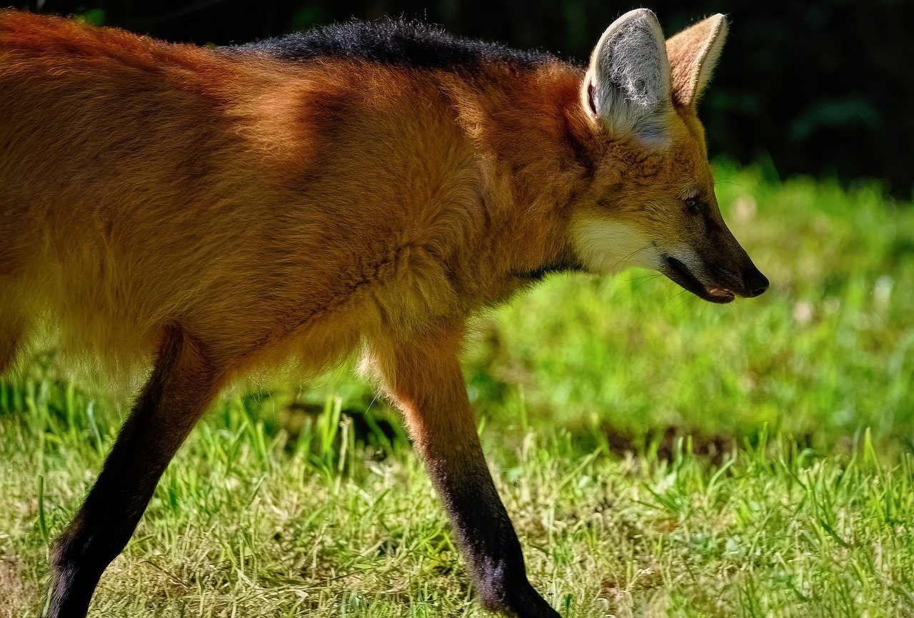 maned wolf 7527651 1280