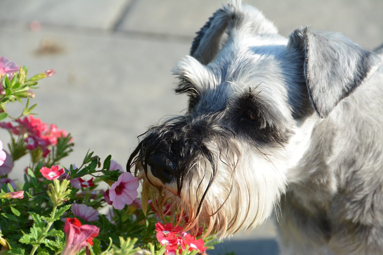 miniature schnauzer 5496686 1280