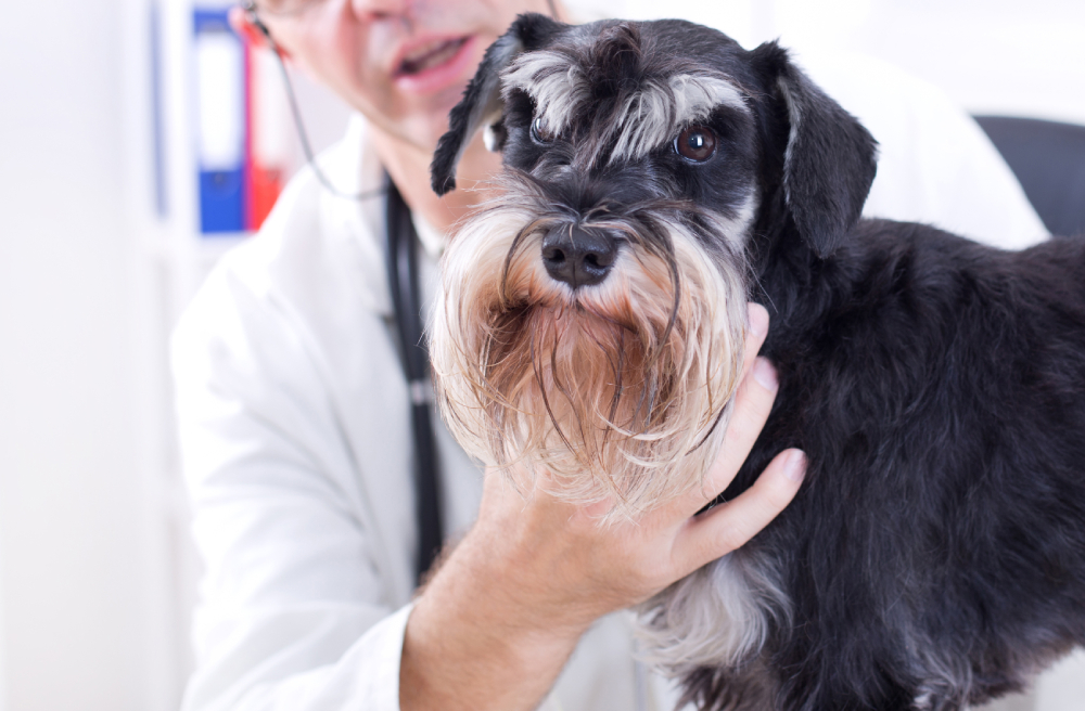 miniature schnauzer dog looking at camera at vet examination