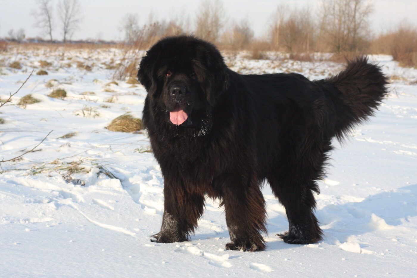 Best raw dog food for Newfoundlands