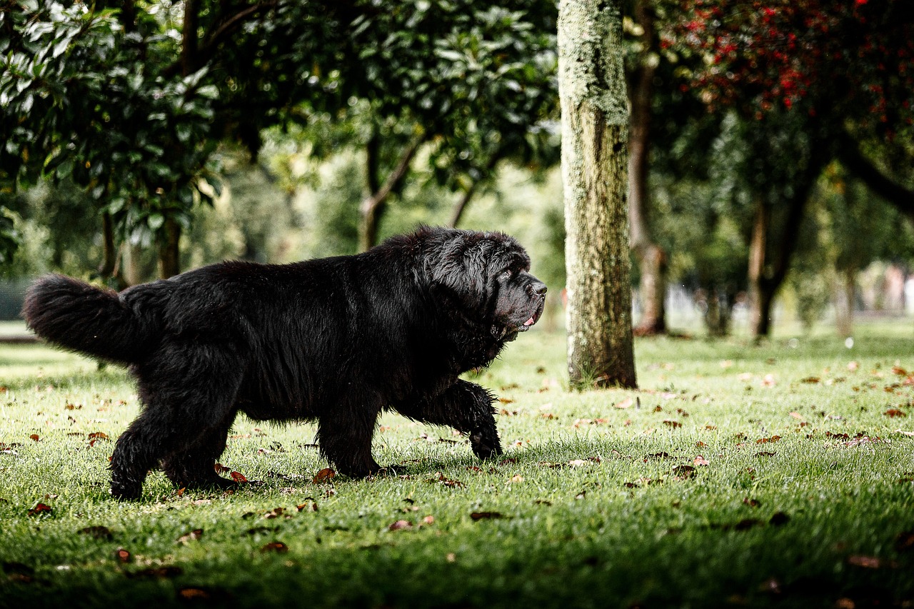 newfoundland dog 6809308 1280 7