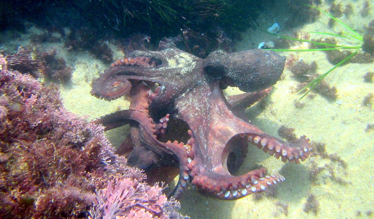 octopus 274942 1280