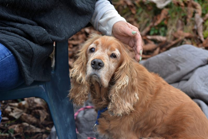 old dog with owner outdoor