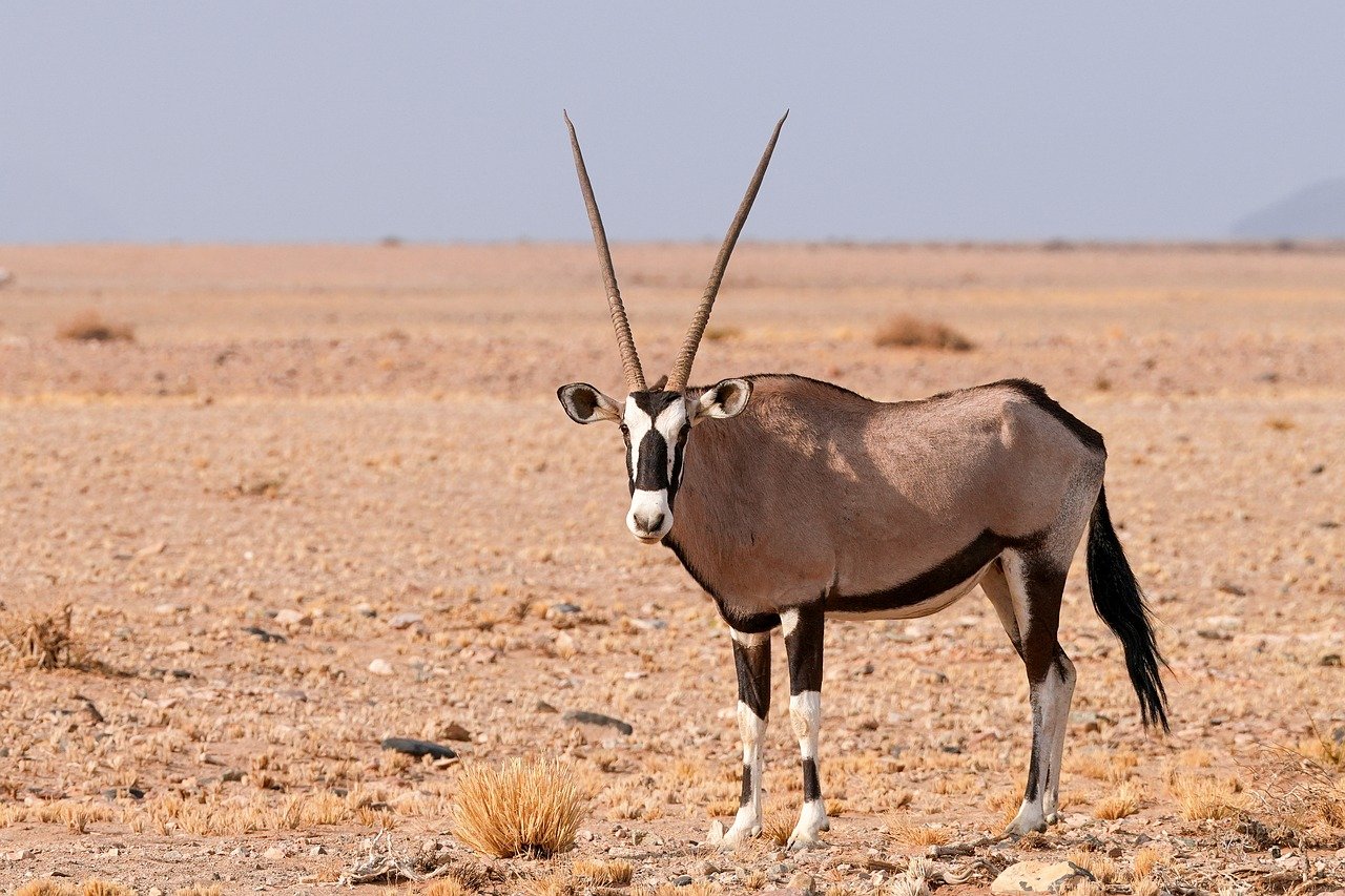 oryx 9164657 1280