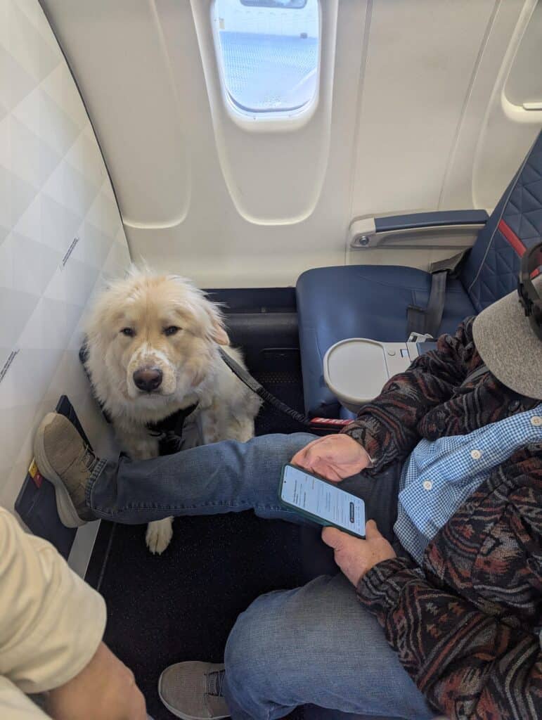 passenger forced to give up first class seat because of a dog 771x1024 1