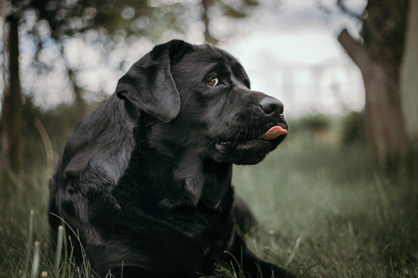 pexels jakub tabisz 3738037 5599041 1400x933 1