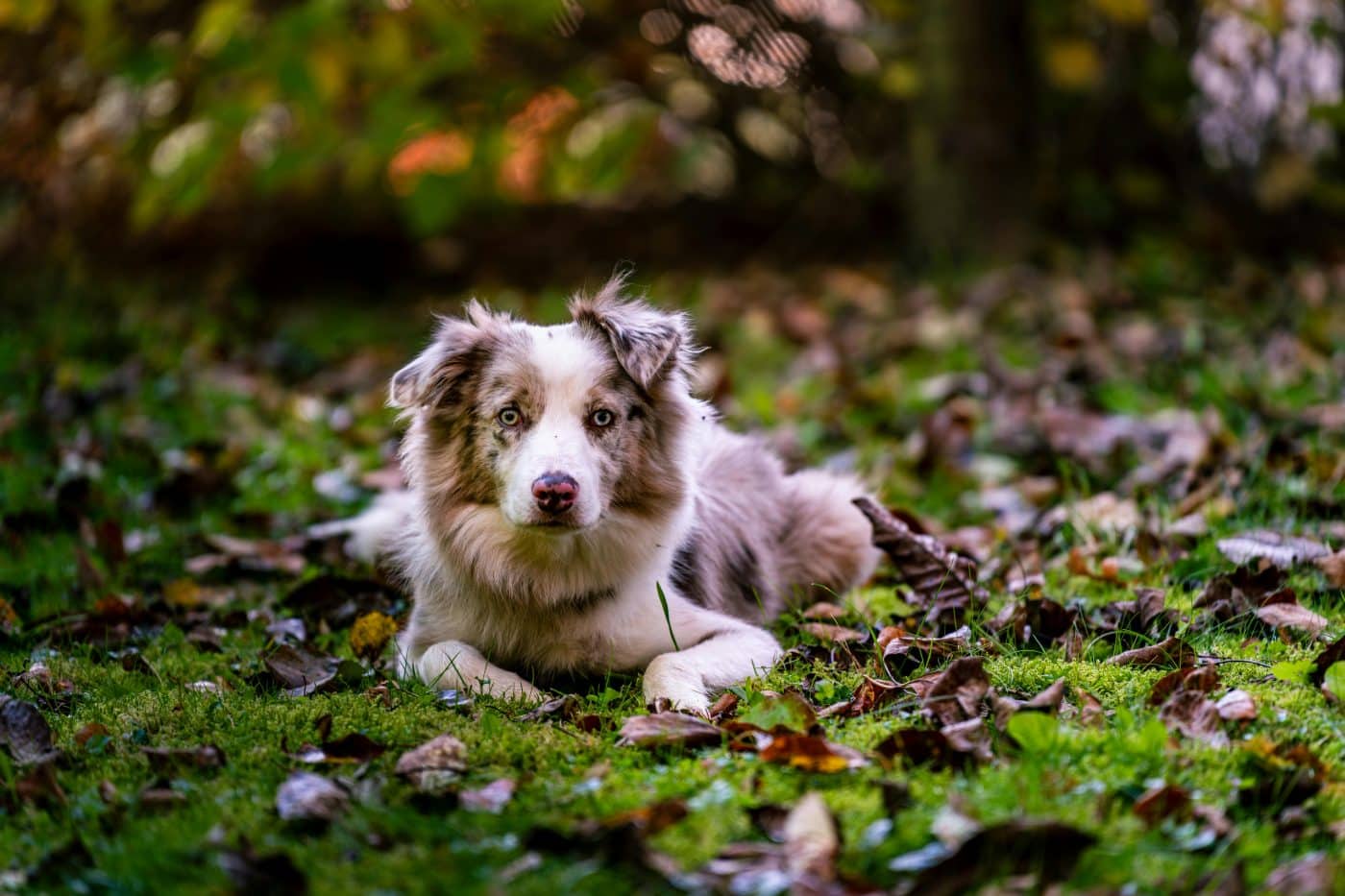 pexels michalrobak 29796596 1400x933 1