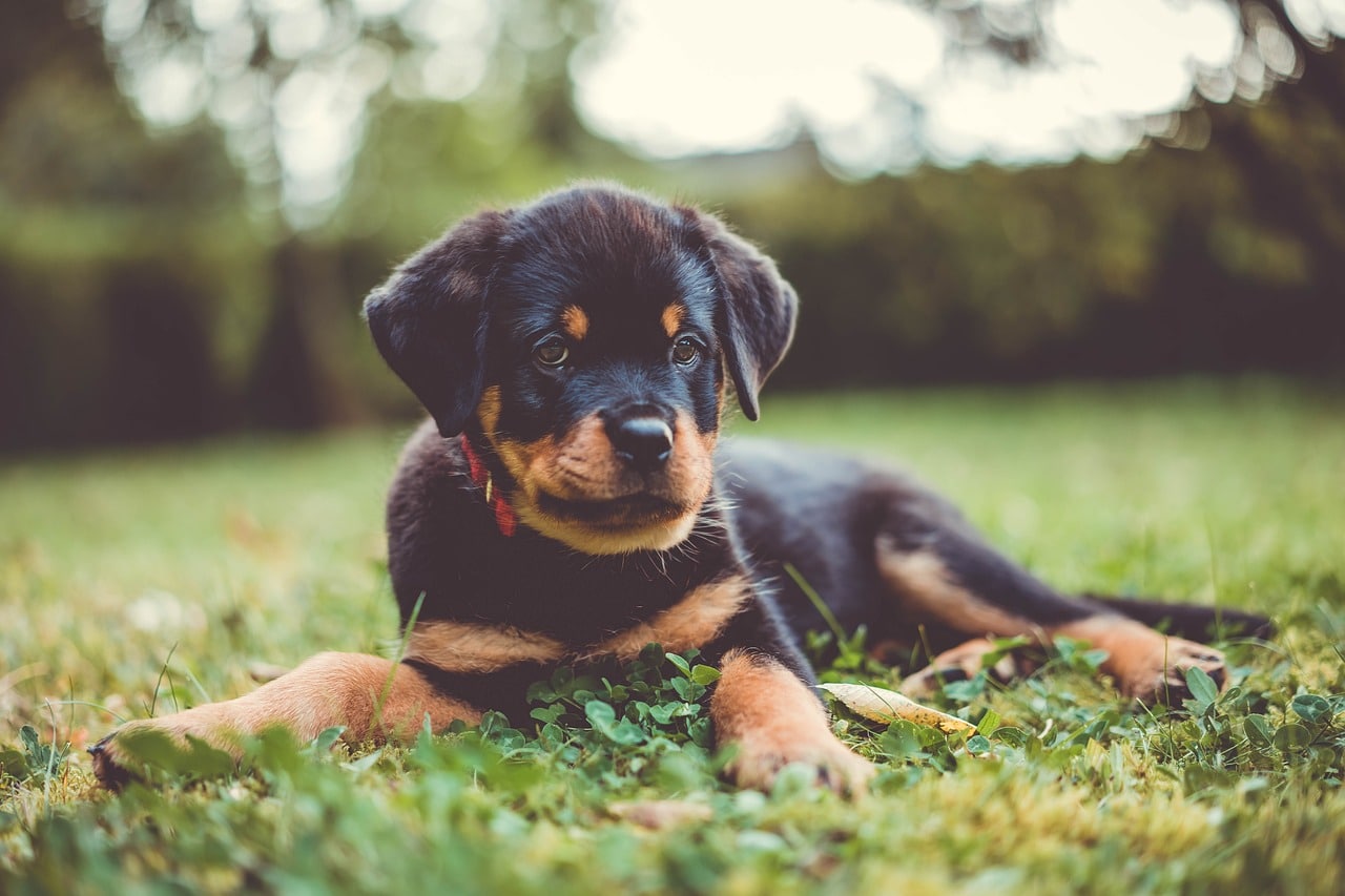 rottweiler 7515632 1280