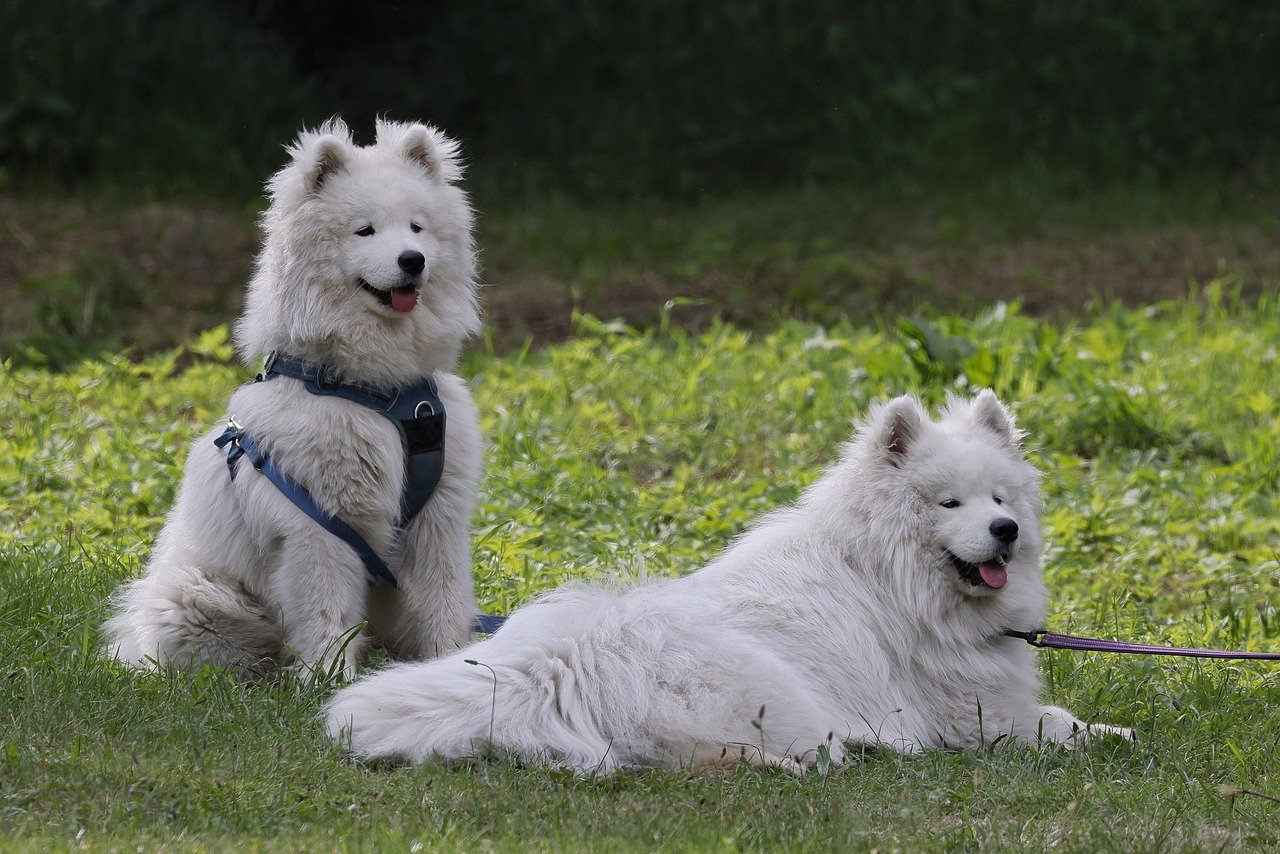 samoyed 8070829 1280