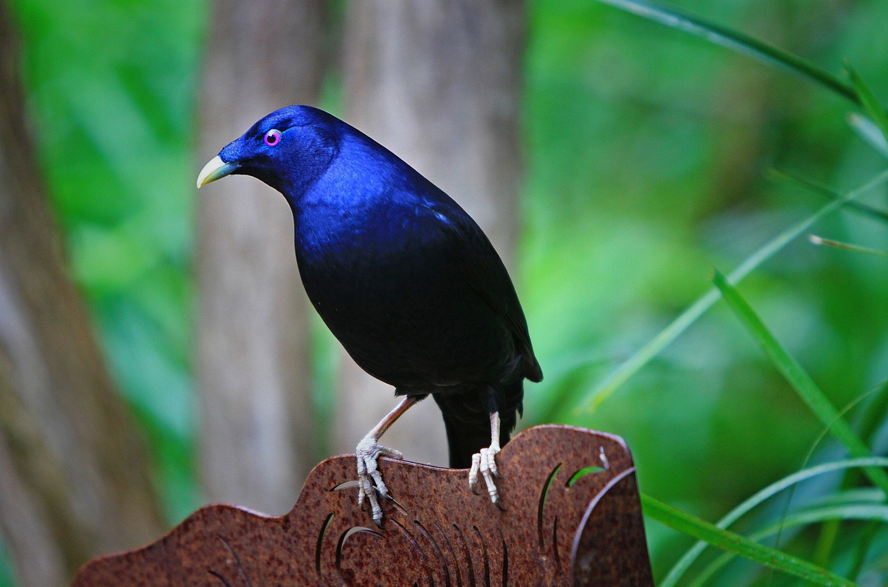 satin bowerbird 61193 1280 2