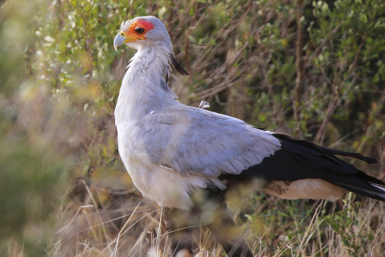 secretary bird 5632016 1280