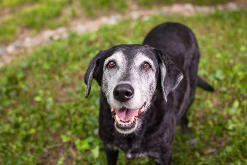 senior black dog standing outdoor