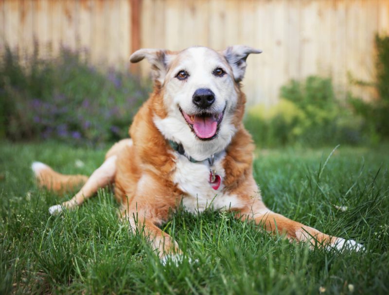 senior dog lying on grass