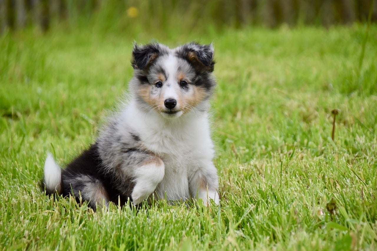 shetland sheepdog 6287458 1280