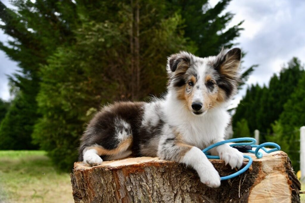 shetland sheepdog 6517710 1280 e1730398799775